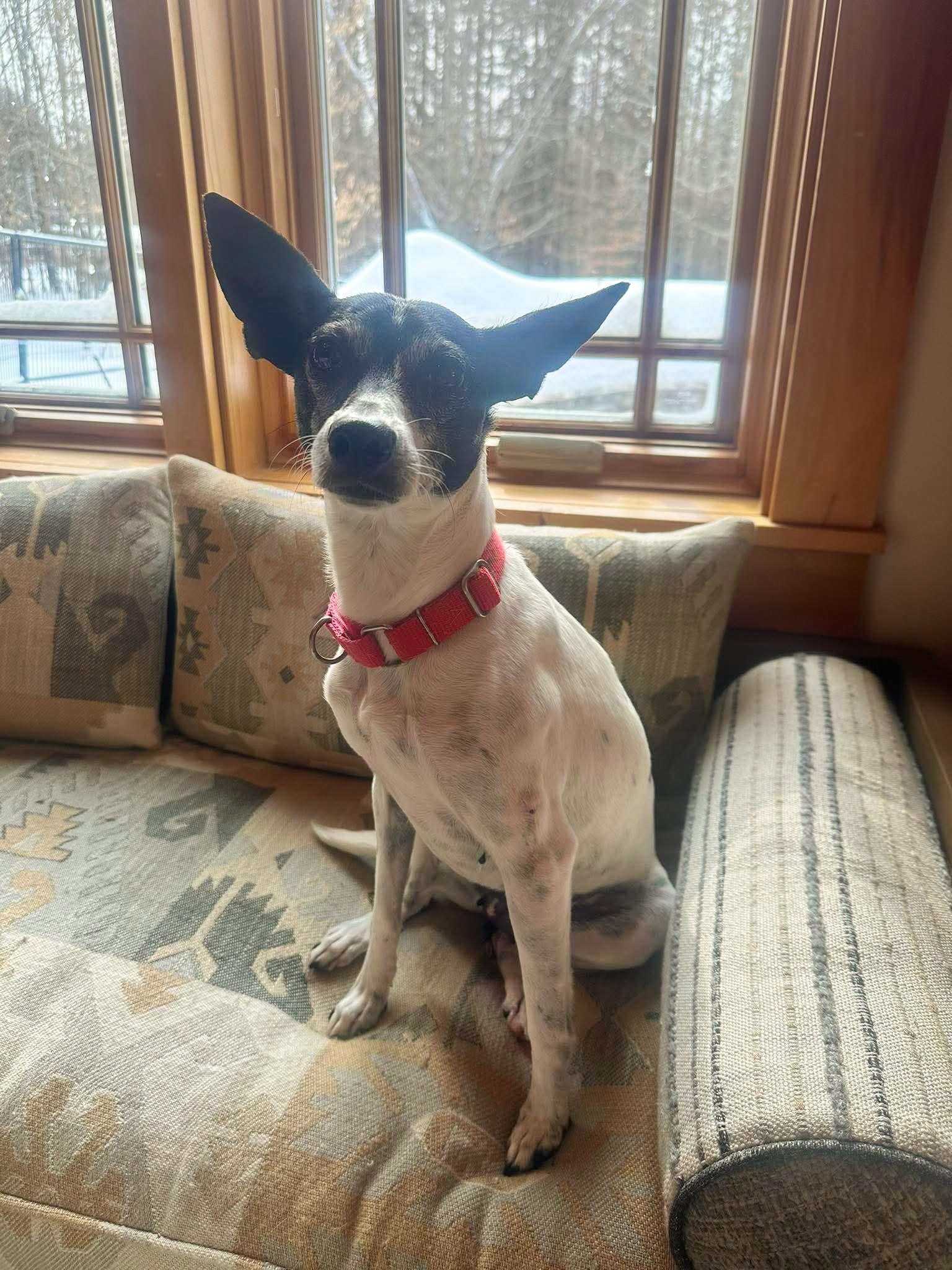 Harley , Adoptable, Adult Female Mixed Breed.