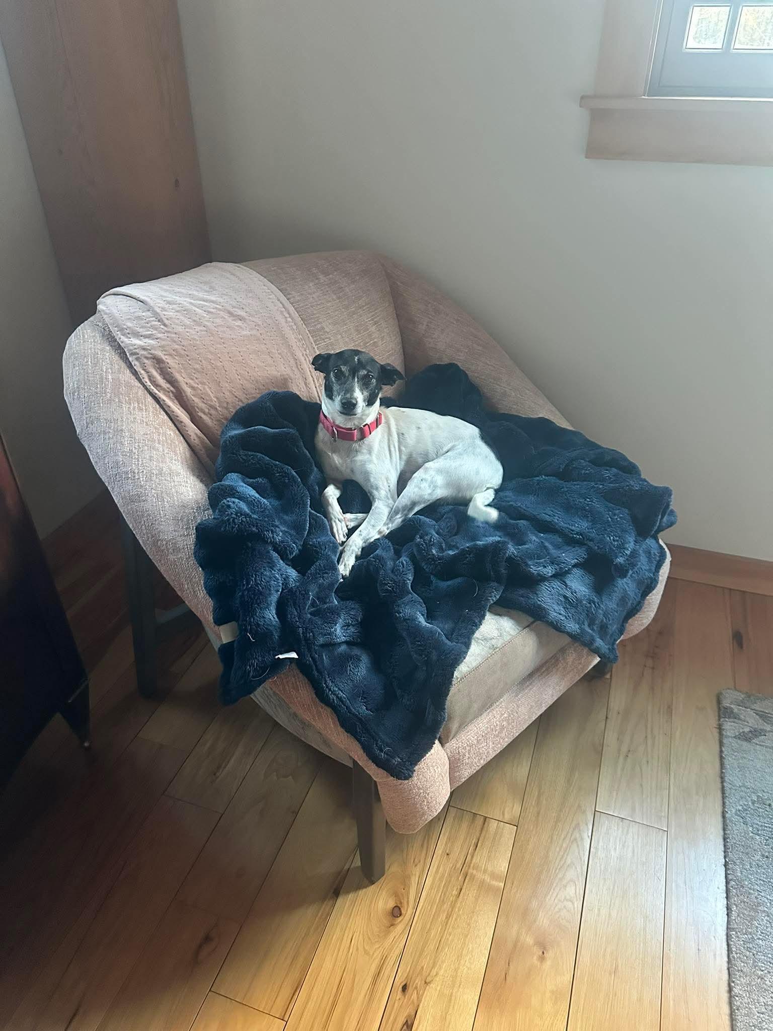 Enlarge Harley , a Adoptable Mixed Breed in Argyle, NY image 6/6