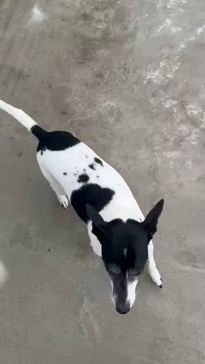 Enlarge Harley , an adoptable Mixed Breed in Argyle, NY video 6/6