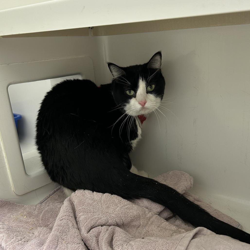 Rosie, Adoptable, Senior Female Domestic Short Hair.