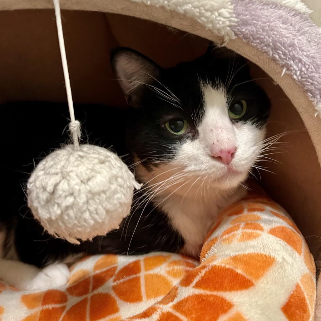 Rosie, a Adoptable Domestic Short Hair in Bountiful, UT image 2/4