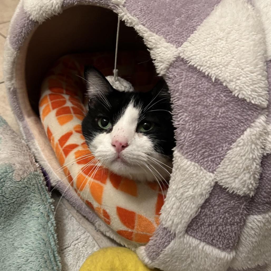 Rosie, a Adoptable Domestic Short Hair in Bountiful, UT image 3/4