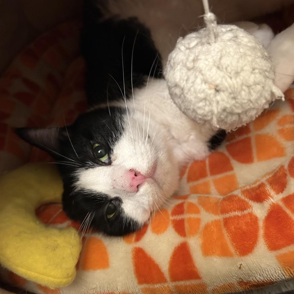 Rosie, a Adoptable Domestic Short Hair in Bountiful, UT image 4/4