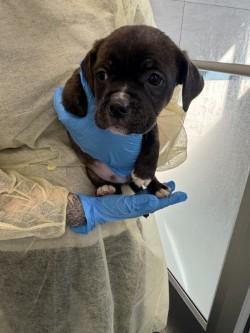 Enlarge Mug, a Adoptable mixed breed in Scotia, NY image 1/1