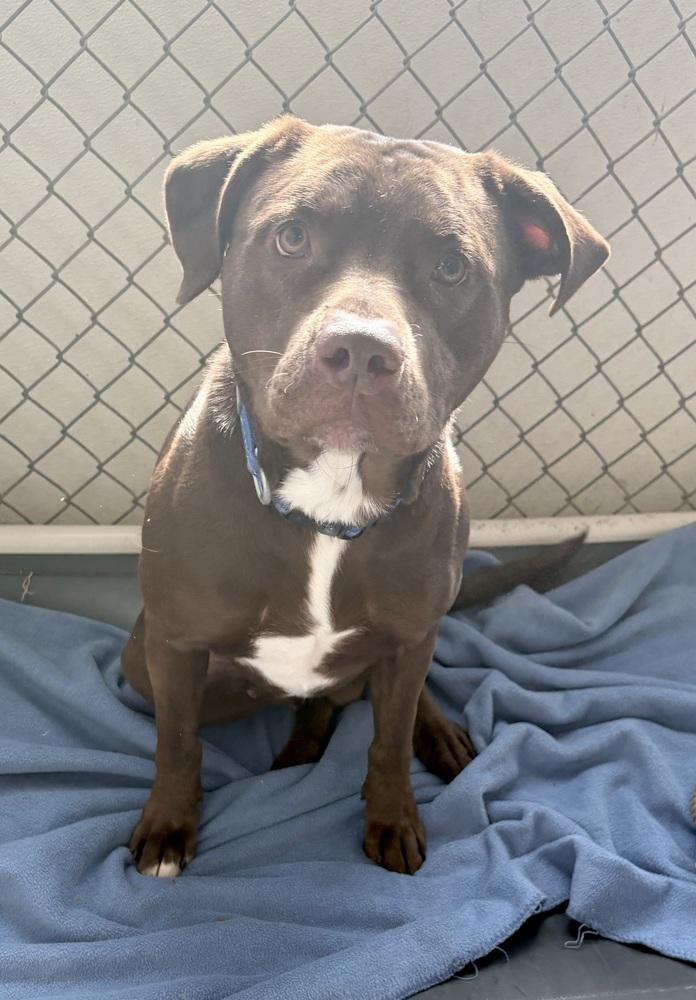 Enlarge GUNNER, a Adoptable mixed breed in Rochester, IN image 1/2