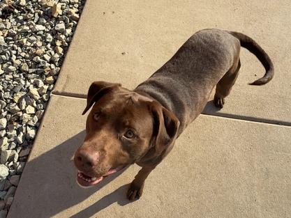 Enlarge GUNNER: 2nd Longest Resident, a Adoptable mixed breed in Rochester, IN image 2/6