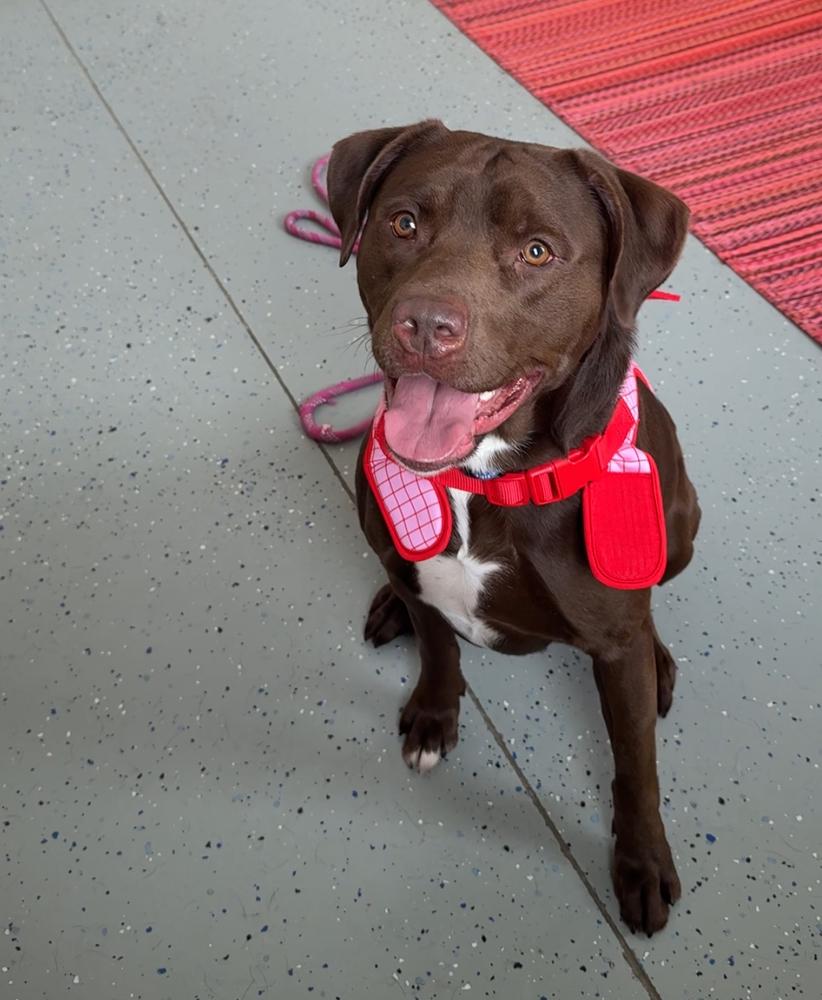 Enlarge GUNNER, a Adoptable mixed breed in Rochester, IN image 3/6