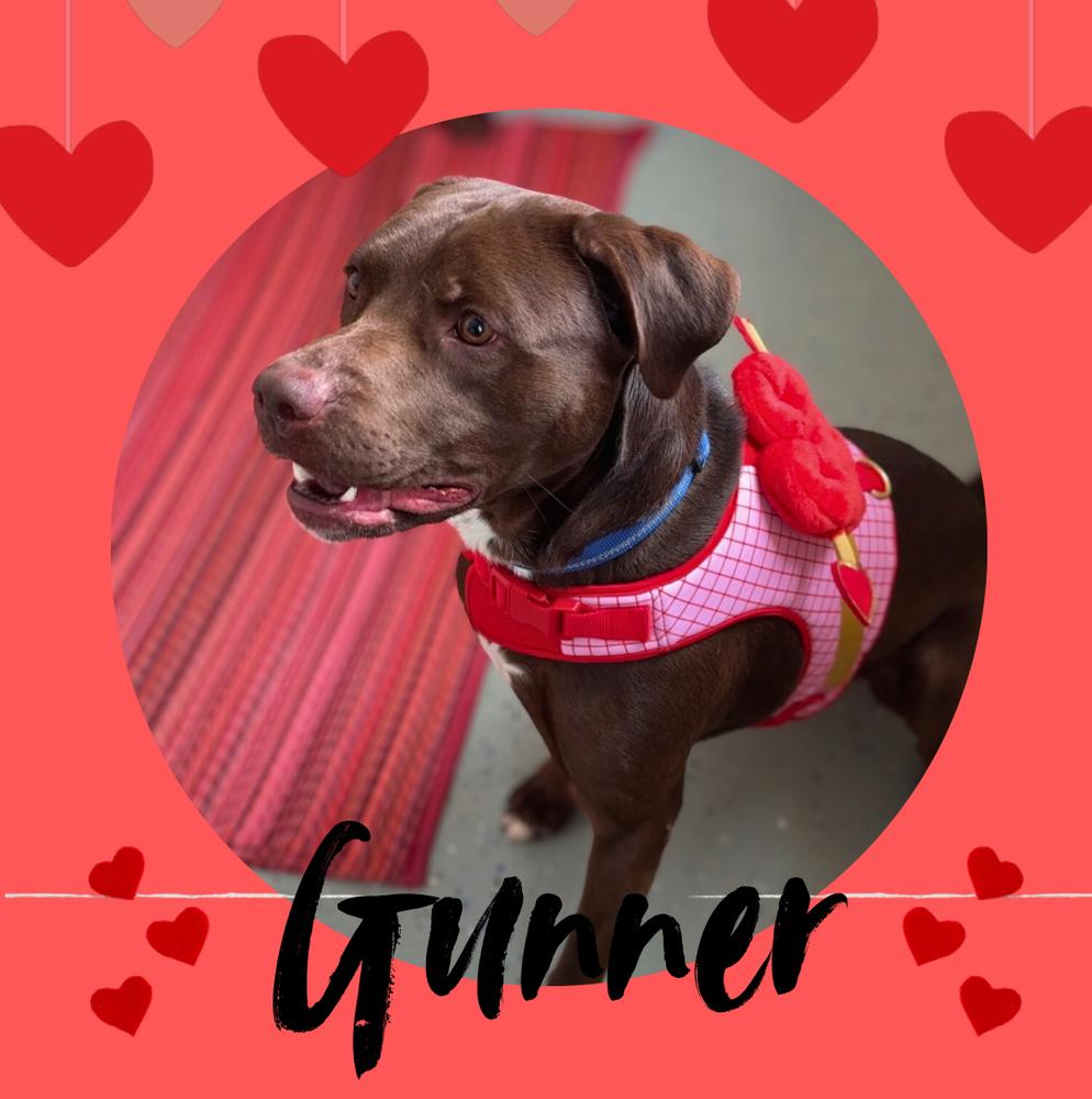 Enlarge GUNNER, a Adoptable mixed breed in Rochester, IN image 4/6