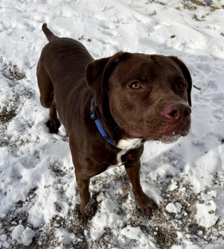 Enlarge GUNNER, a Adoptable mixed breed in Rochester, IN image 2/2