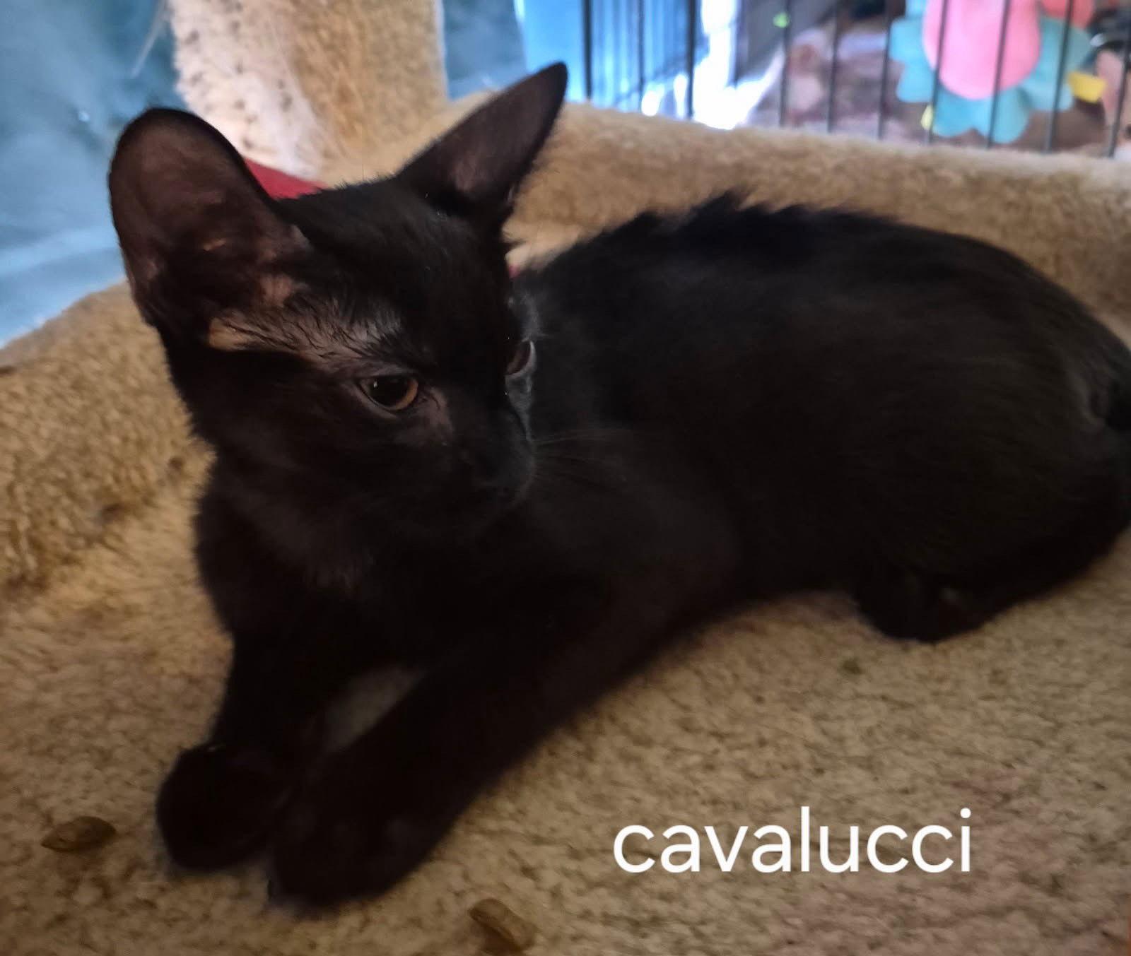 Cavalucci, Adoptable, Young Male Domestic Short Hair.