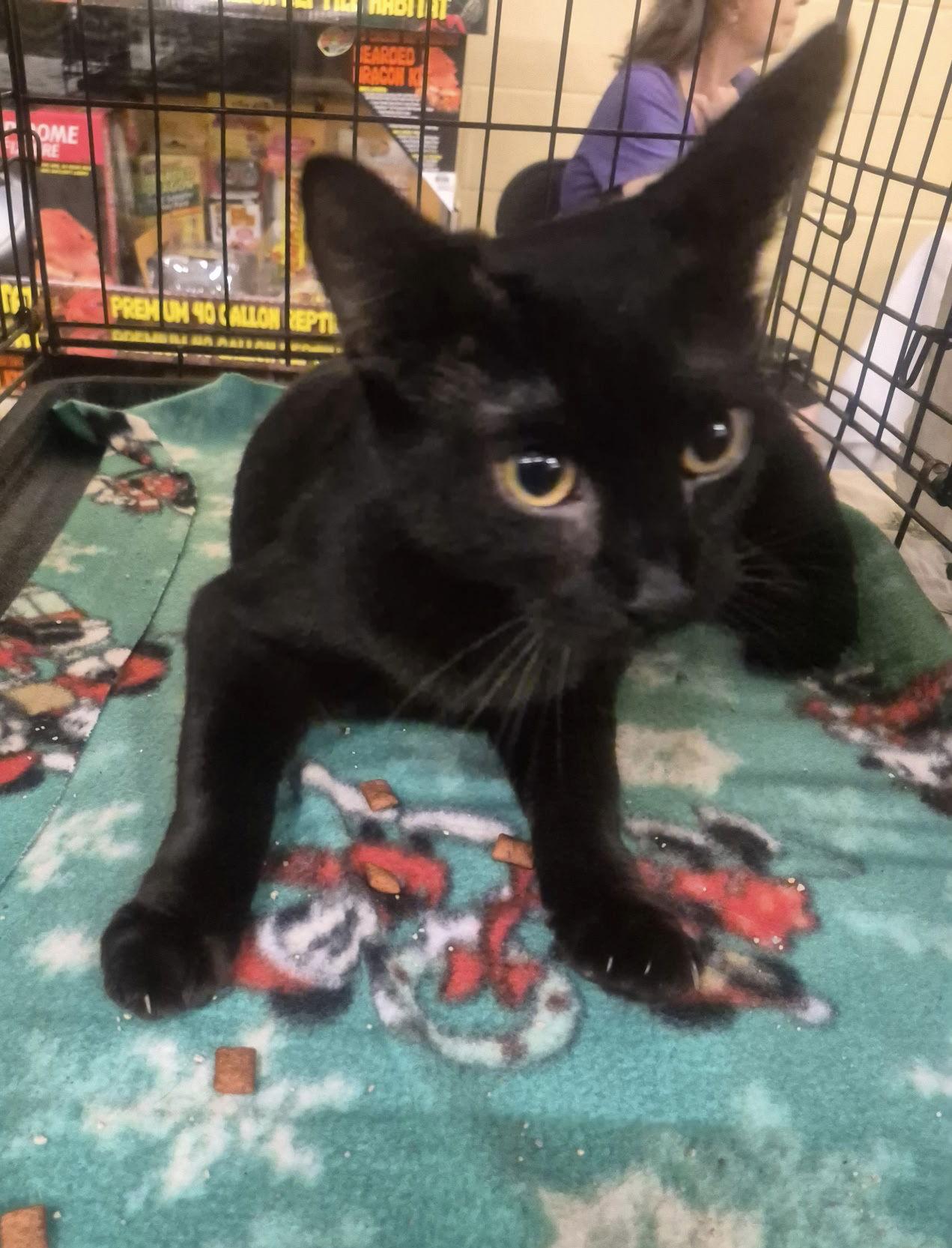 Enlarge Cavalucci, a Adoptable Domestic Short Hair in Oviedo, FL image 2/3