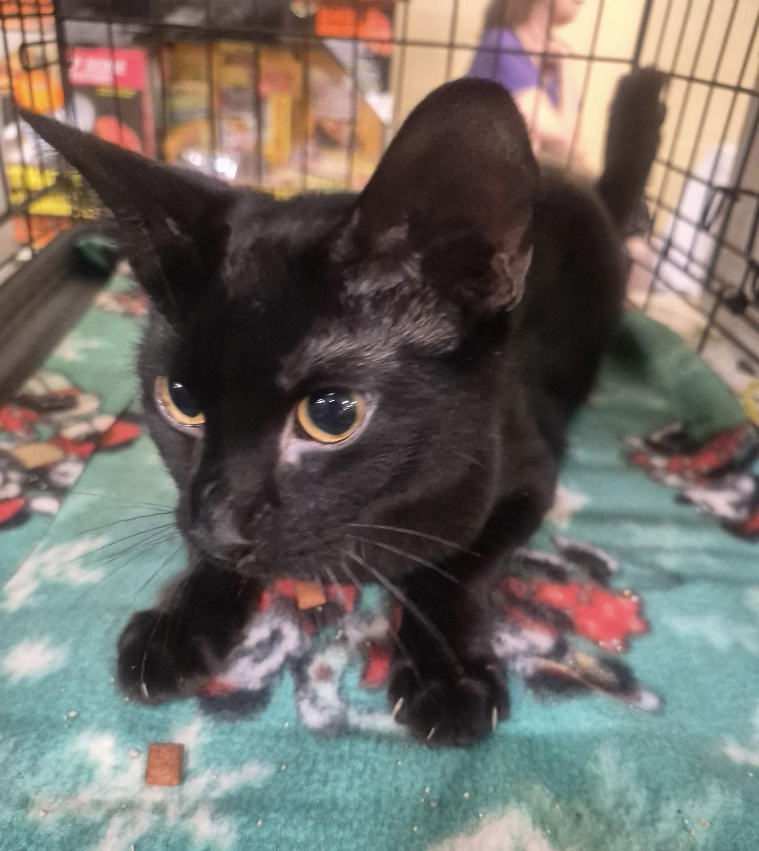 Enlarge Cavalucci, a Adoptable Domestic Short Hair in Oviedo, FL image 3/3