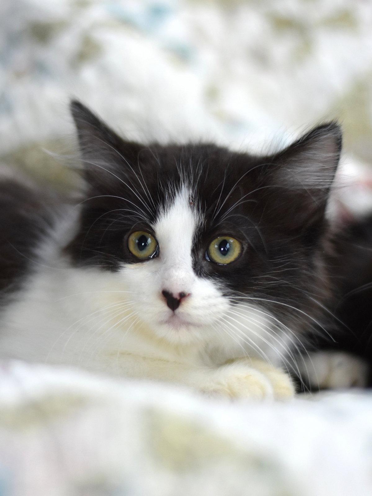 Beauty, a Adoptable Domestic Medium Hair in Montgomery, TX image 1/2