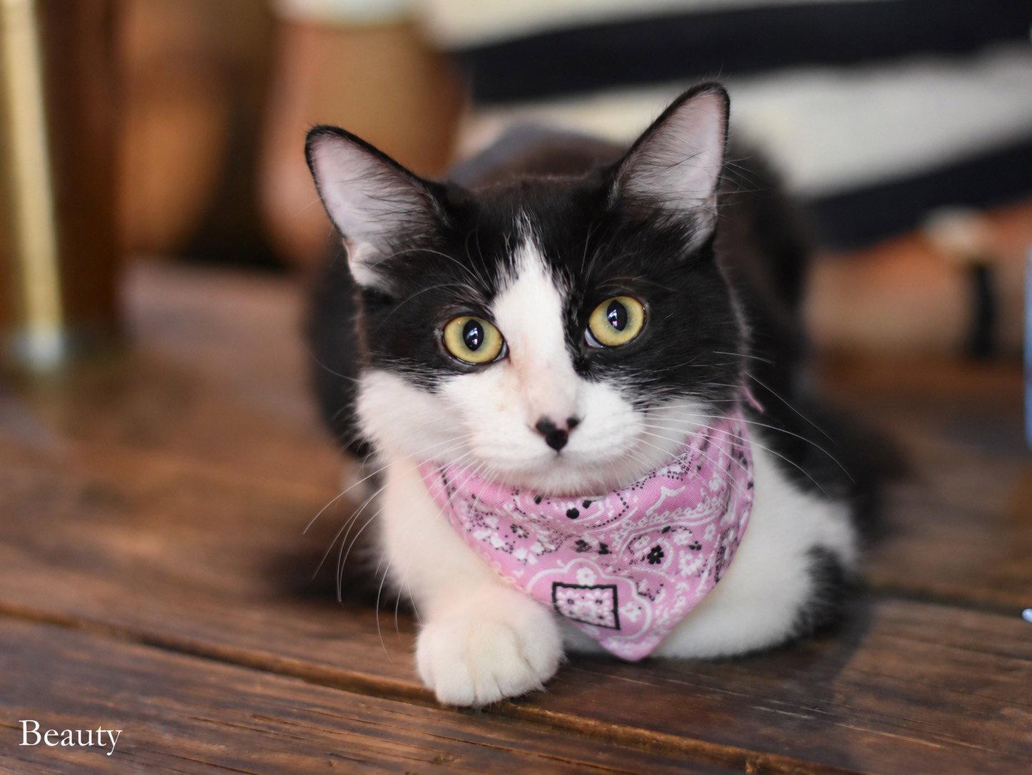 Enlarge Beauty, a Adoptable Domestic Medium Hair in Montgomery, TX image 1/3