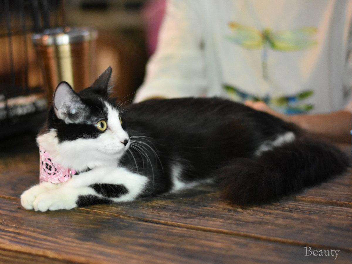Enlarge Beauty, a Adoptable Domestic Medium Hair in Montgomery, TX image 2/3