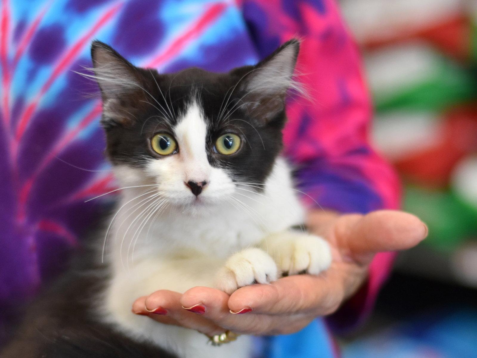 Beauty, a Adoptable Domestic Medium Hair in Montgomery, TX image 1/3