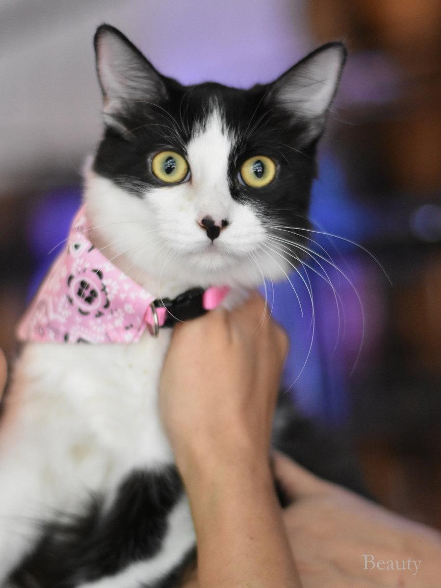 Enlarge Beauty, a Adoptable Domestic Medium Hair in Montgomery, TX image 3/3