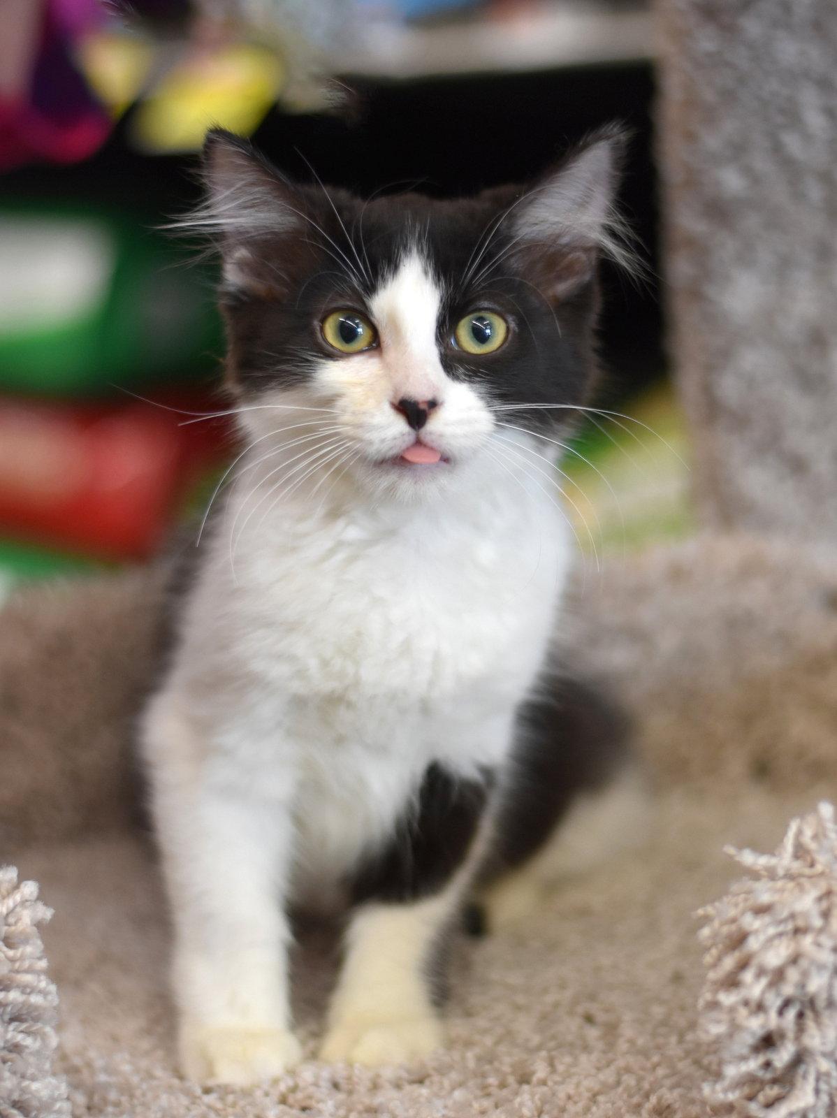 Beauty, a Adoptable Domestic Medium Hair in Montgomery, TX image 2/3