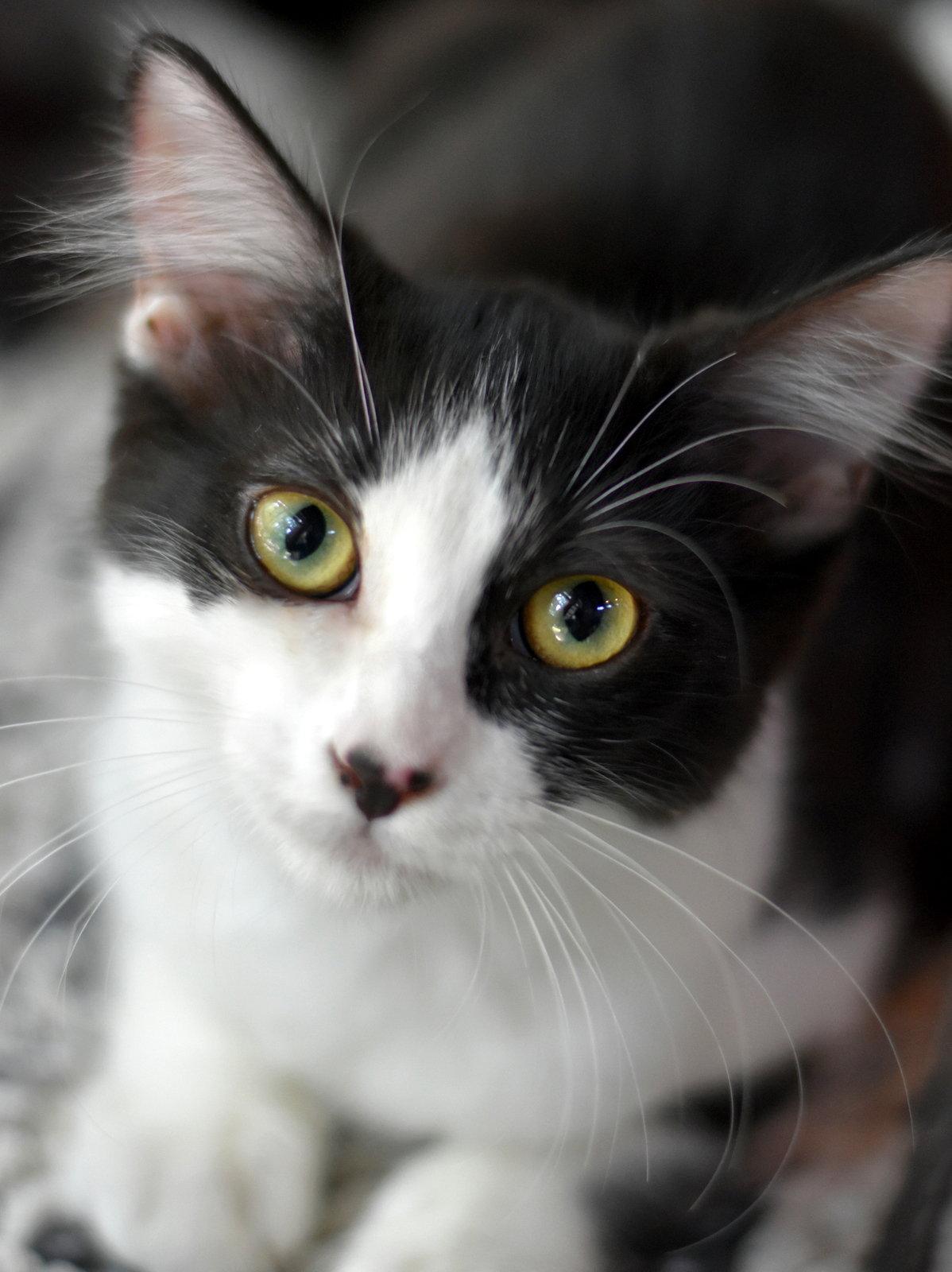 Beauty, a Adoptable Domestic Medium Hair in Montgomery, TX image 3/3