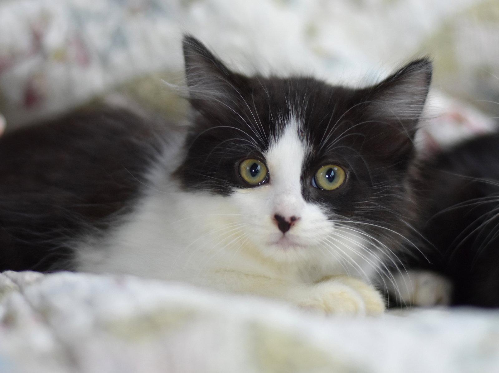 Beauty, Adoptable, Kitten Female Domestic Medium Hair.