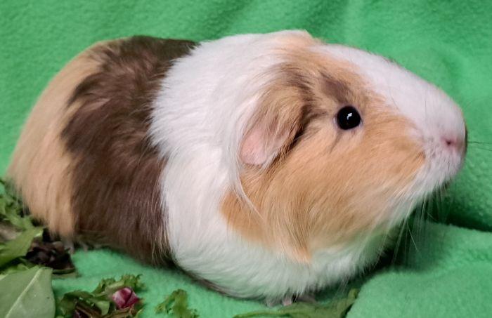 Rosie, a ADOPTABLE Short-Haired in Steger, IL image 4/5