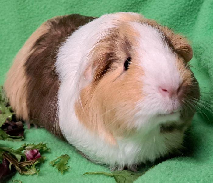 Rosie, a ADOPTABLE Short-Haired in Steger, IL image 2/5