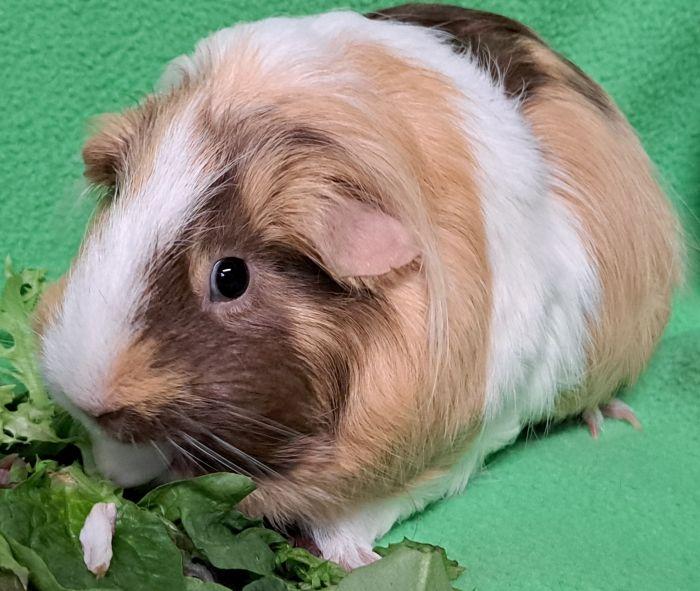 Rosie, a ADOPTABLE Short-Haired in Steger, IL image 3/5