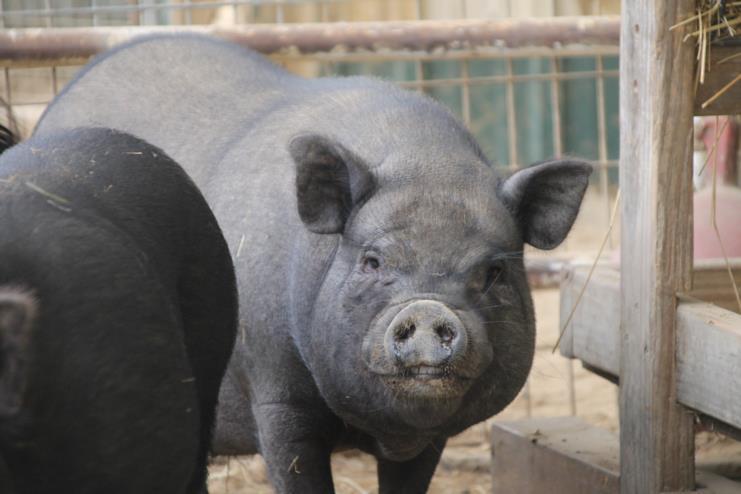 Enlarge DANNY PHANTOM, a Adoptable Pot Bellied in Union, MO image 1/1
