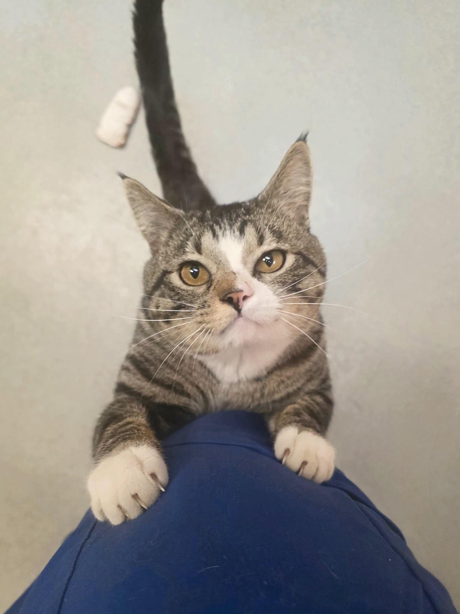 Rocky, adopted, Young Male Domestic Short Hair.