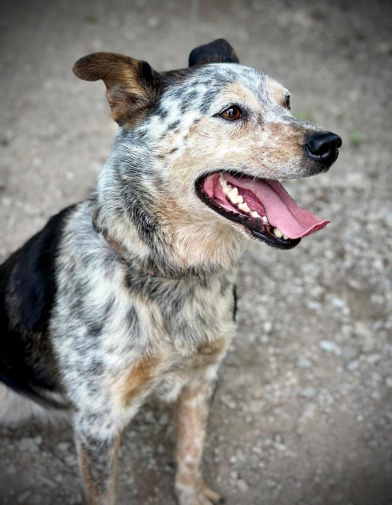 Louis Zamperini, a Adoptable Australian Cattle Dog / Blue Heeler in Indianapolis, IN image 2/2