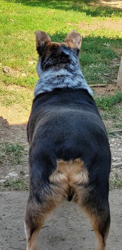 Enlarge Louis Zamperini, a Adoptable Australian Cattle Dog / Blue Heeler in Indianapolis, IN image 2/2