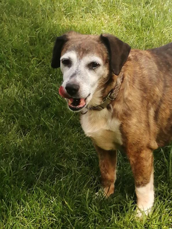 Woodle (35 lbs), Adoptable, Adult Female Beagle.