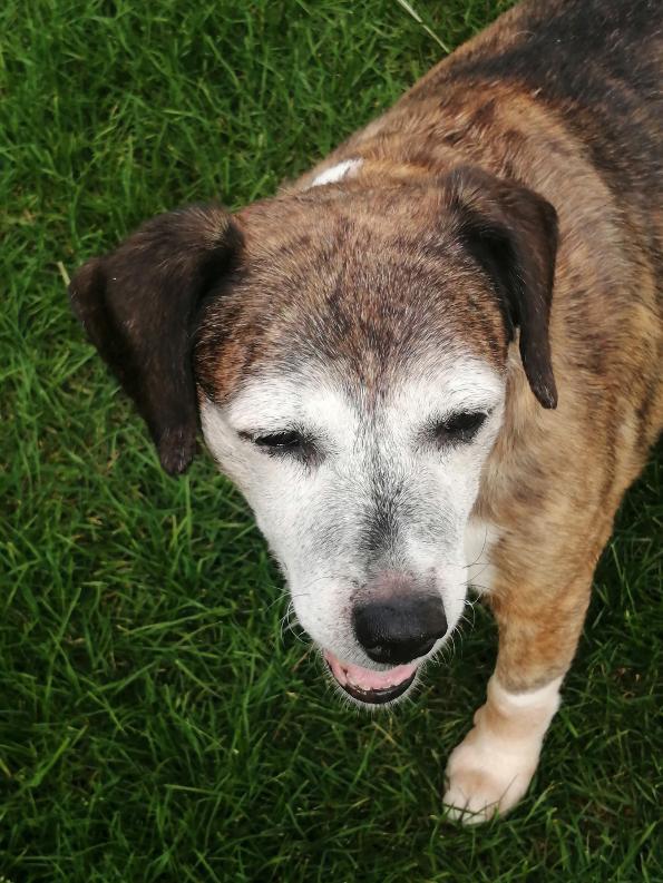 Enlarge Woodle (35 lbs), a Adoptable mixed breed in Mississauga, ON image 6/6