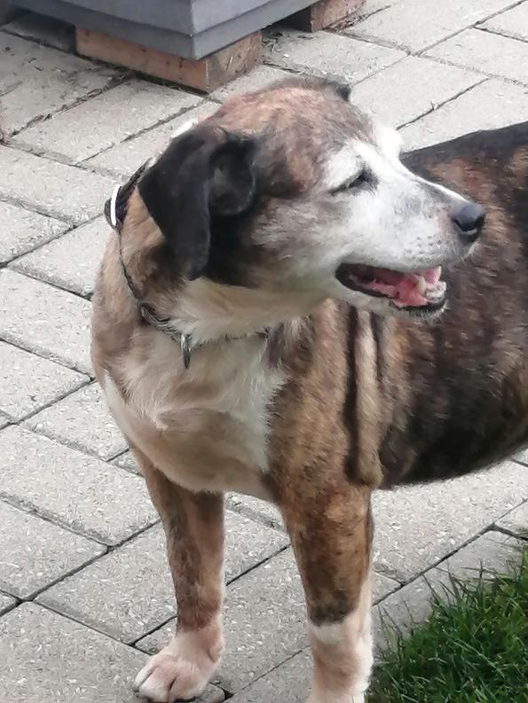 Enlarge Woodle (35 lbs), a Adoptable mixed breed in Mississauga, ON image 4/6