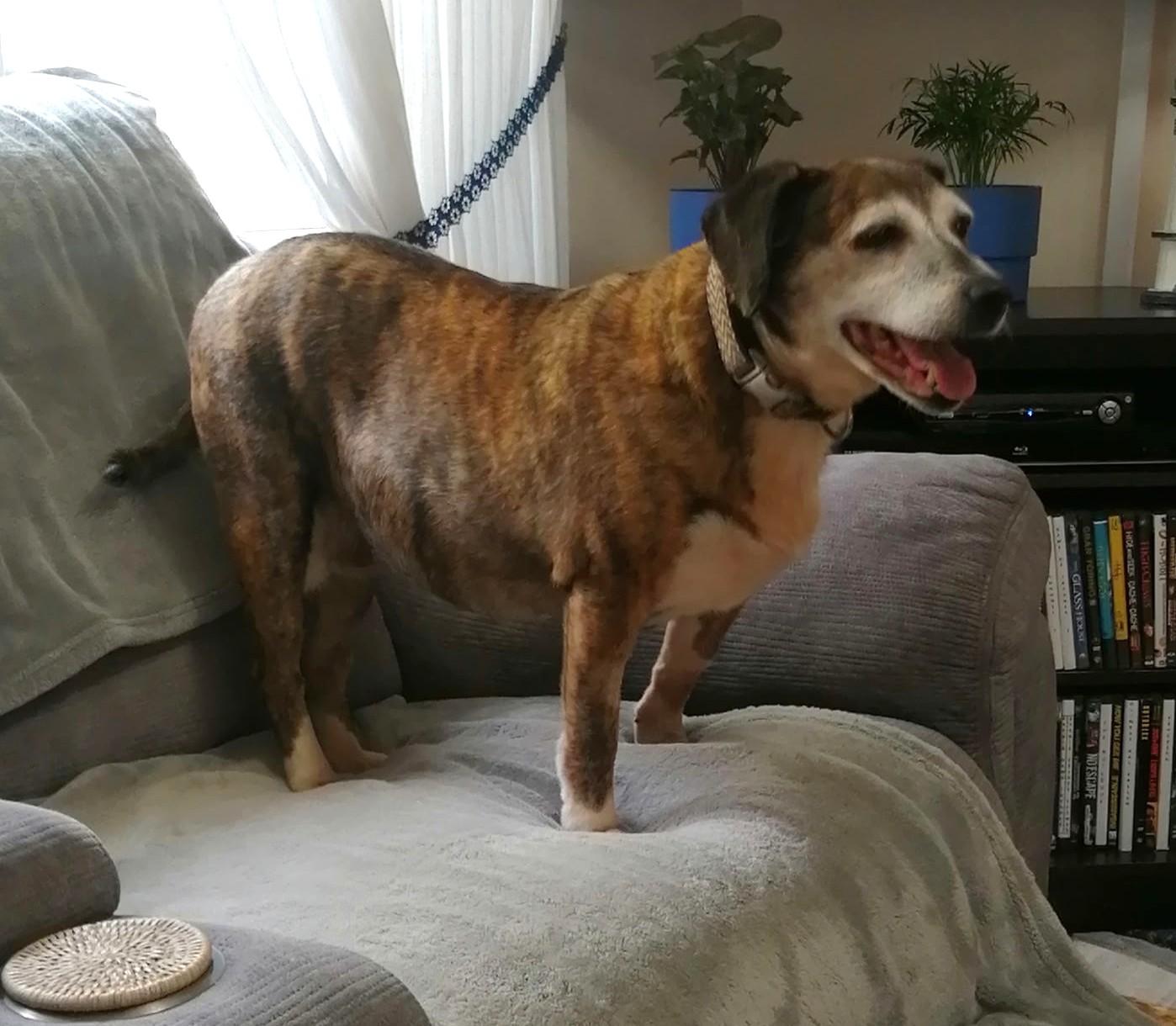 Enlarge Woodle (35 lbs), a Adoptable mixed breed in Mississauga, ON image 2/6