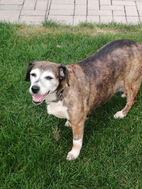 Enlarge Woodle (35 lbs), a Adoptable mixed breed in Mississauga, ON image 5/6