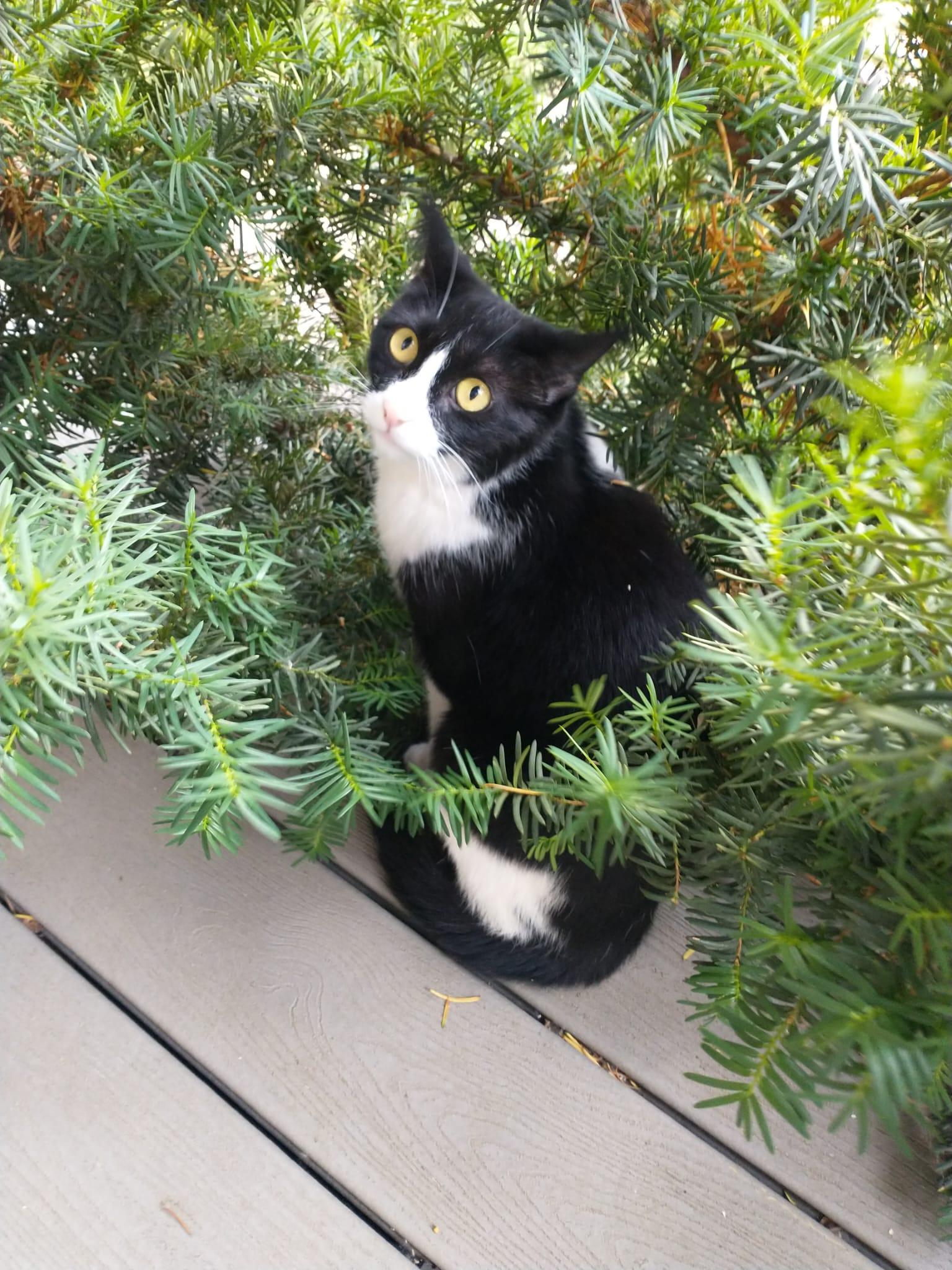 Nori, Adopted, Adult Female Domestic Short Hair.