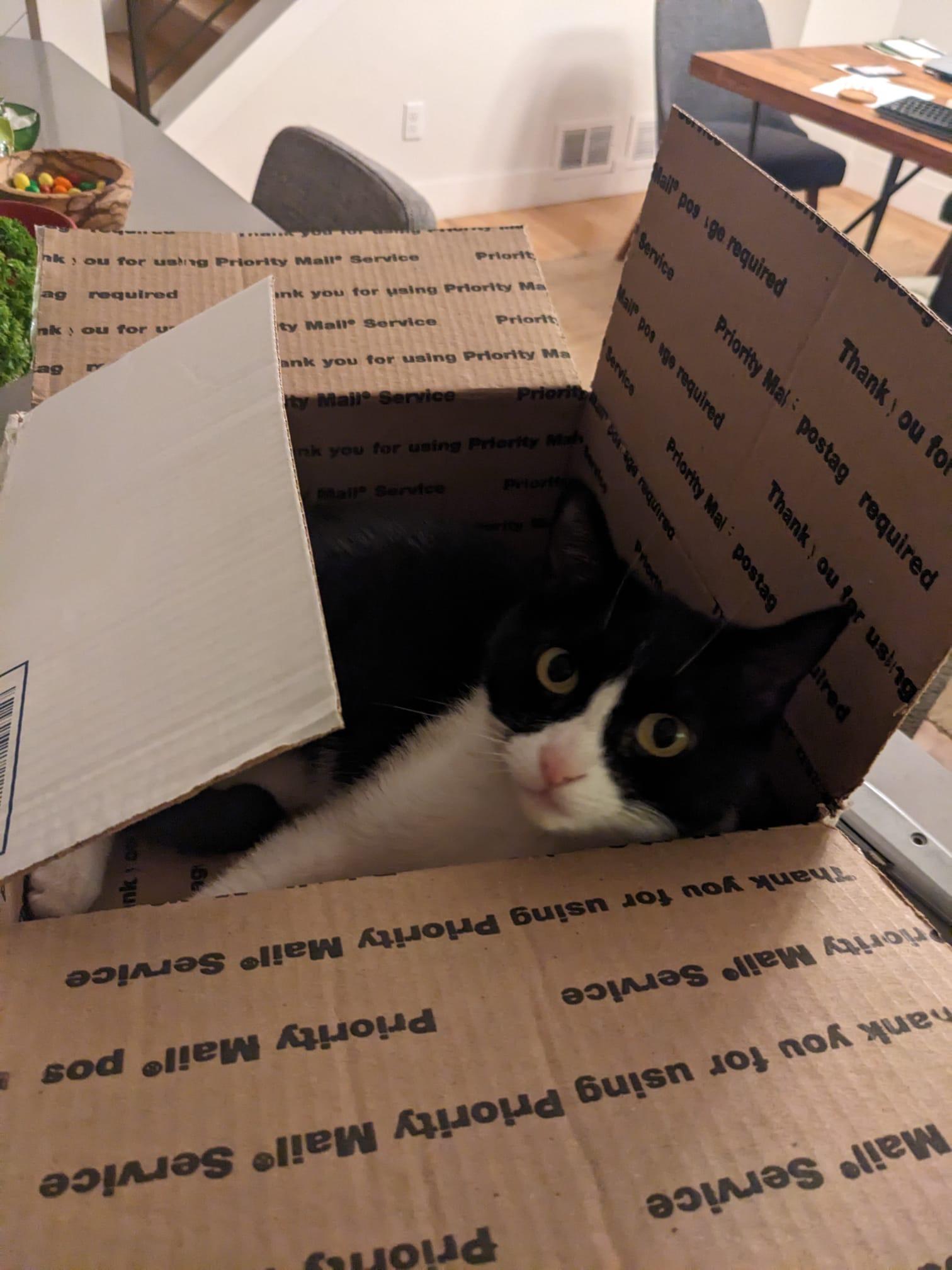 Enlarge Nori, a Adopted Domestic Short Hair in Denver, CO image 4/6