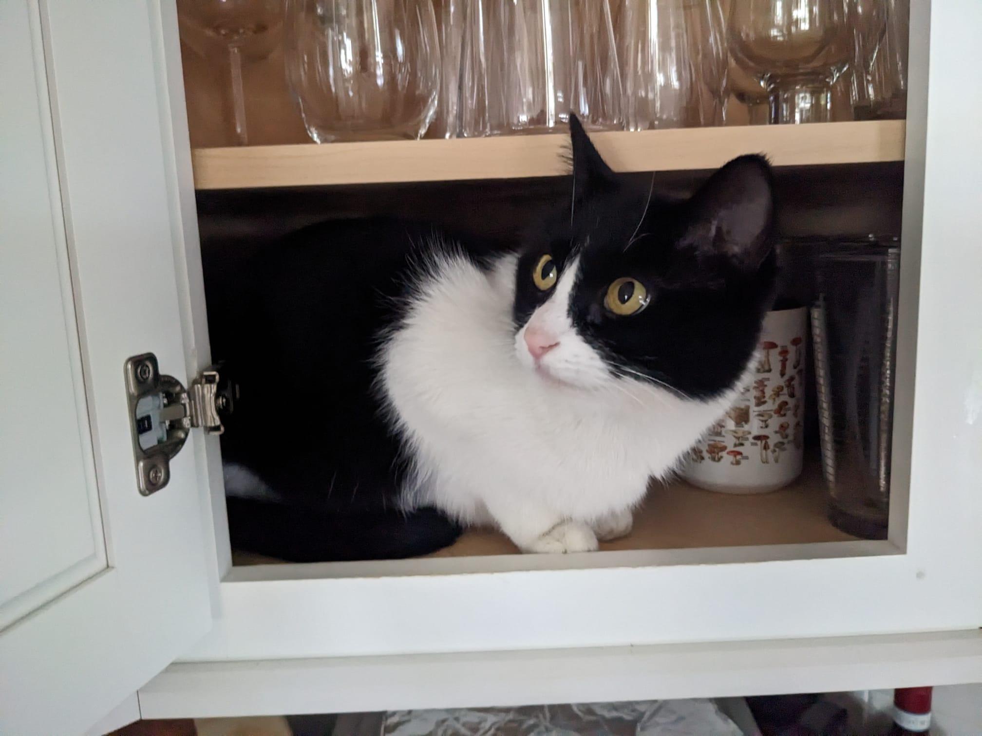 Enlarge Nori, a Adopted Domestic Short Hair in Denver, CO image 2/6