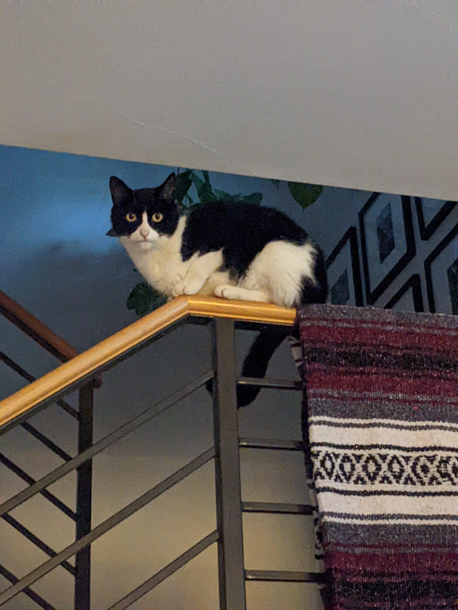 Enlarge Nori, a Adopted Domestic Short Hair in Denver, CO image 5/6