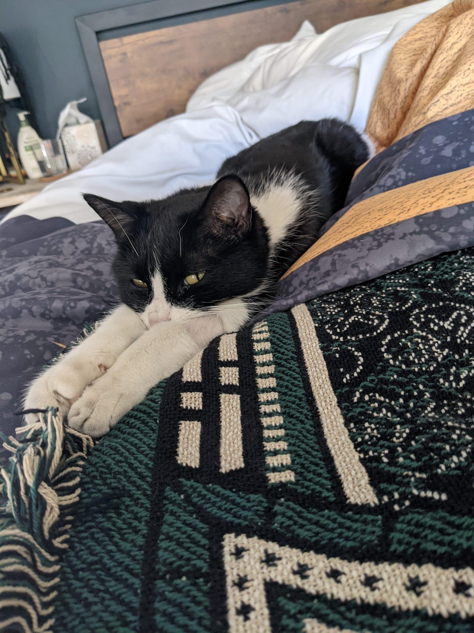 Enlarge Nori, a Adopted Domestic Short Hair in Denver, CO image 6/6