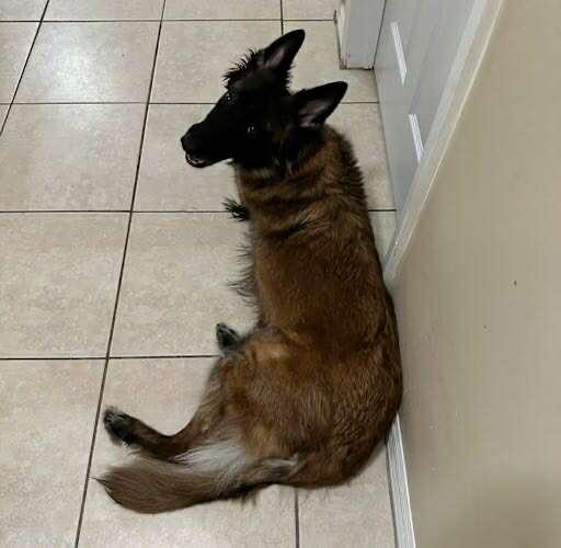 Kita, a Adopted mixed breed in Parrish, FL image 1/5