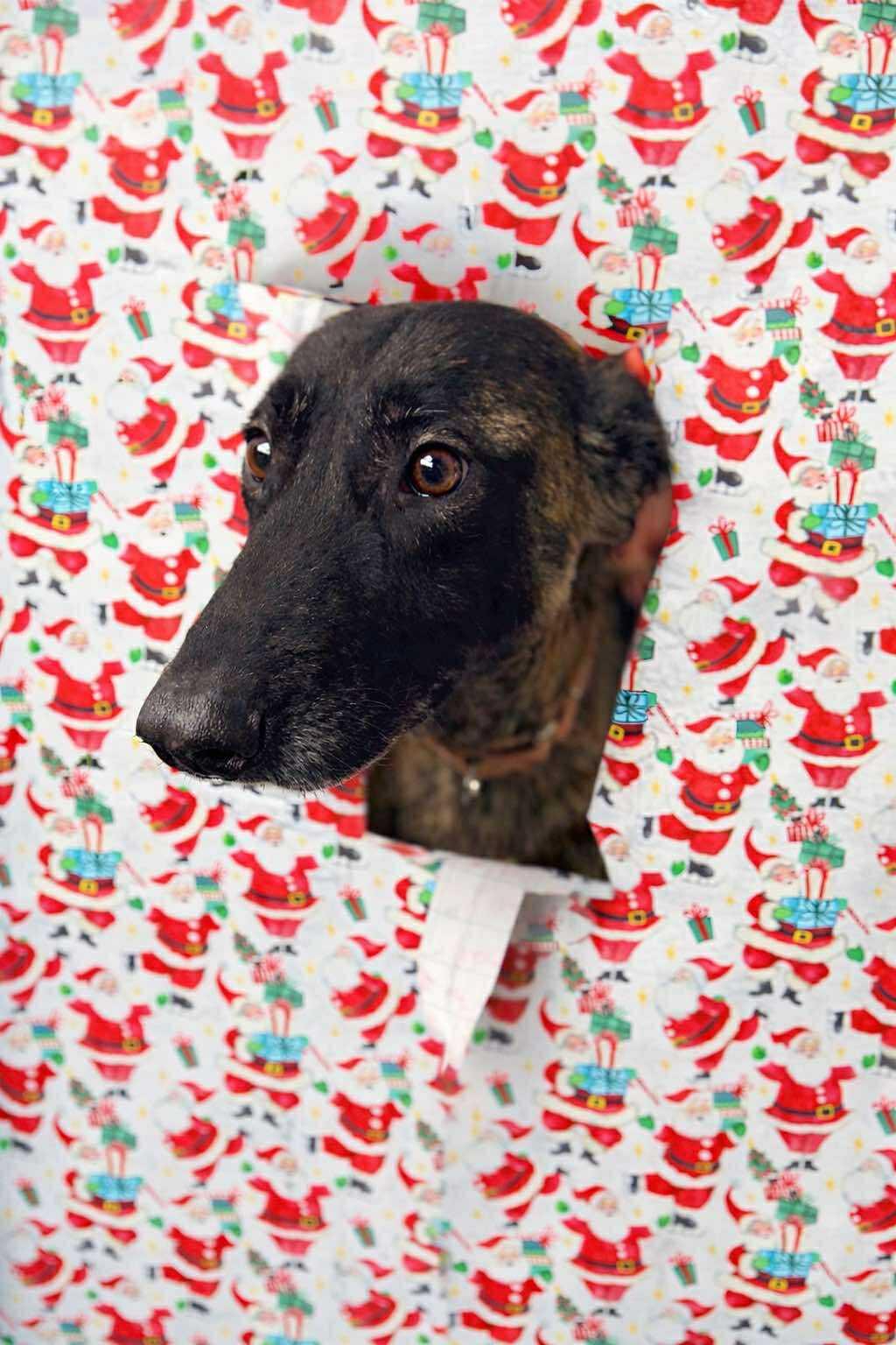 Kita, a Adopted mixed breed in Parrish, FL image 3/5