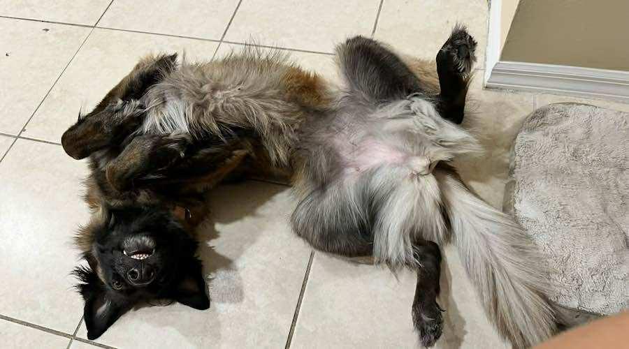 Kita, a Adopted mixed breed in Parrish, FL image 4/5