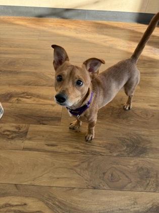 Enlarge Manky, a Adopted mixed breed in Pleasanton, CA image 2/3