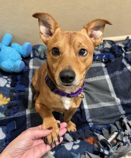Enlarge Manky, a Adopted mixed breed in Pleasanton, CA image 3/3