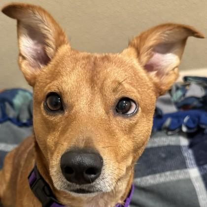 Enlarge Manky, a Adopted mixed breed in Pleasanton, CA image 1/3