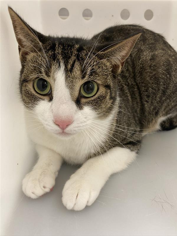 Benji, a Adoptable Domestic Short Hair in Prince Frederick, MD image 1/3
