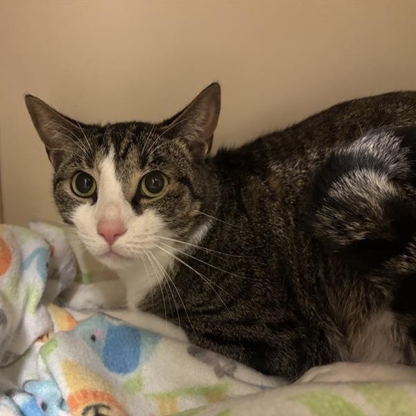 Benji, a Adoptable Domestic Short Hair in Prince Frederick, MD image 2/3