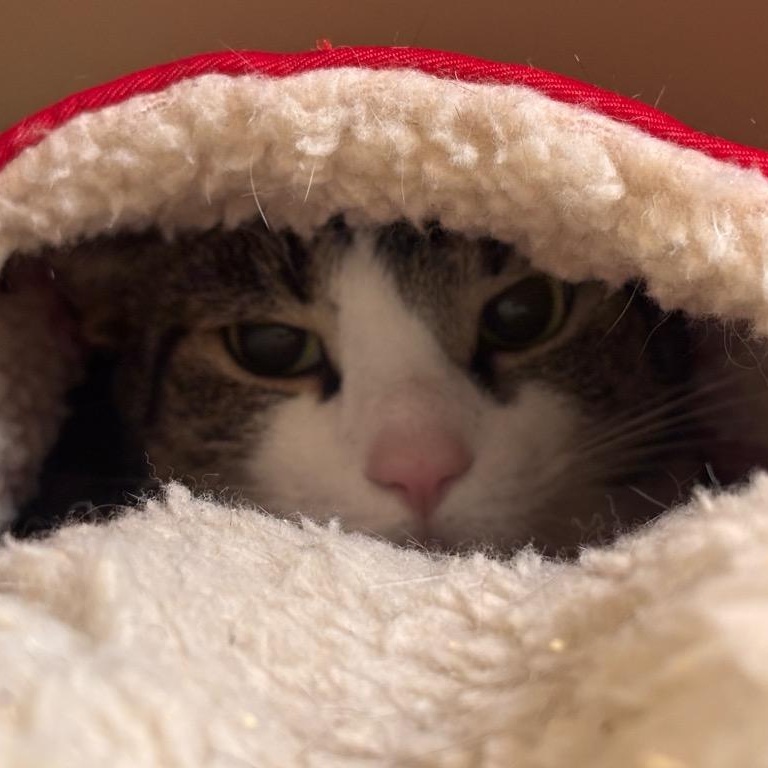 Enlarge Benji, a Adoptable Domestic Short Hair in Prince Frederick, MD image 5/5